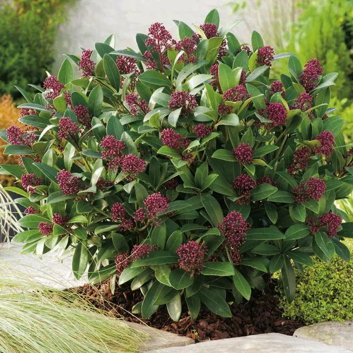 SKIMMIA RUBELLA VASO15CM