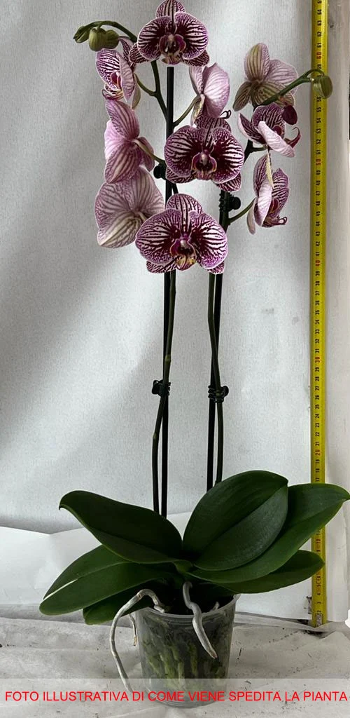 ORCHIDEA PHALAENOPSIS 2 RAMI ROSA O GIALLA VASO 10CM