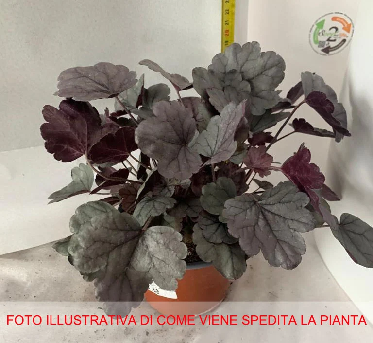 HEUCHERA VARIETA' ASSORTITA IN VASO 12CM