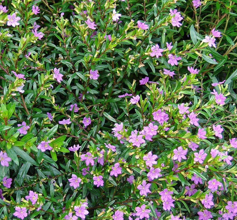 CUPHEA HYSSOPIFOLIA VASO 14CM
