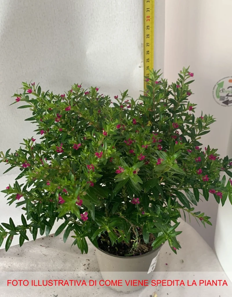 CUPHEA HYSSOPIFOLIA VASO 14CM