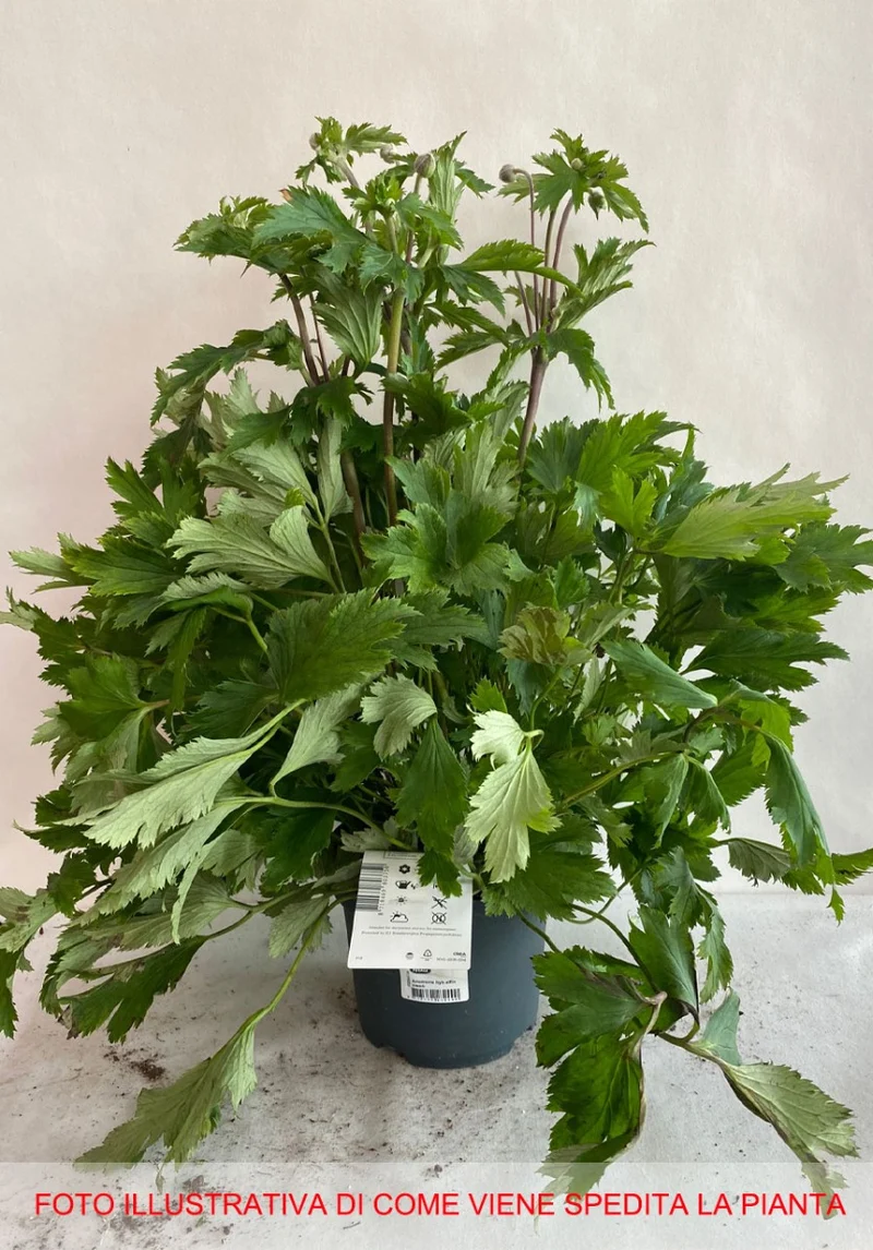 ANEMONE HYBRIDA ELFIN SWAN VASO DA 19CM