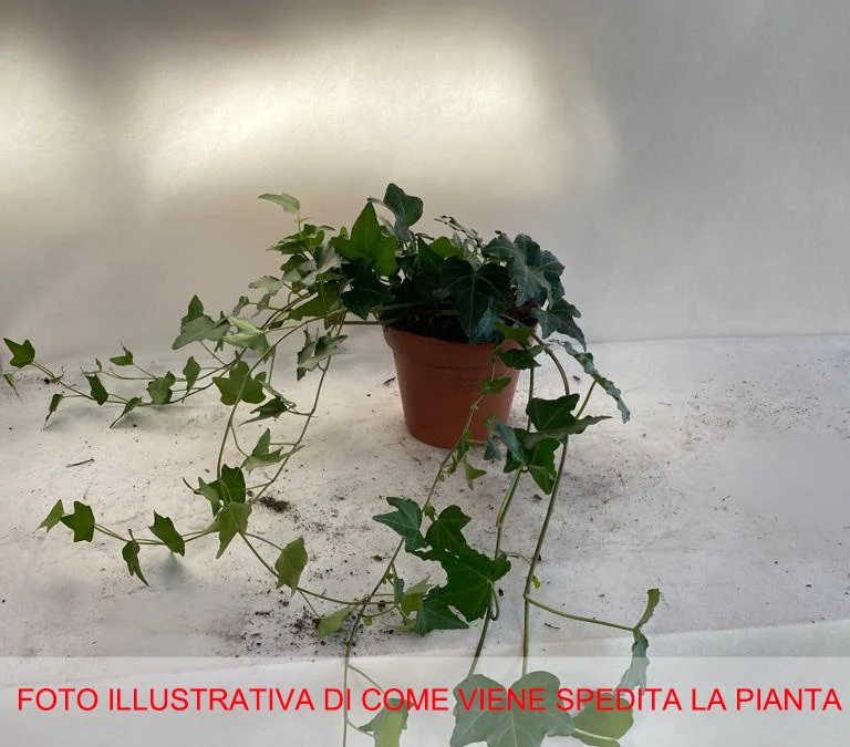 EDERA HELIX ELJA IN VASO 13CM