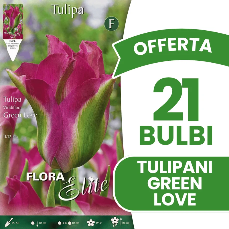 OFFERTA 21 BULBI TULIPANO VIRIDIFLORA GREEN LOVE