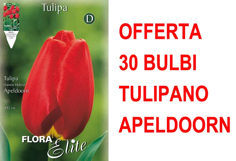 OFFERTA 30 BULBI TULIPANO DARWIN HYBRID APELDOORN