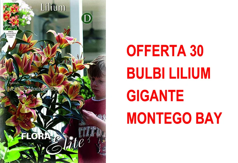 OFFERTA 30 BULBI LILIUM GIGANTE MONTEGO BAY