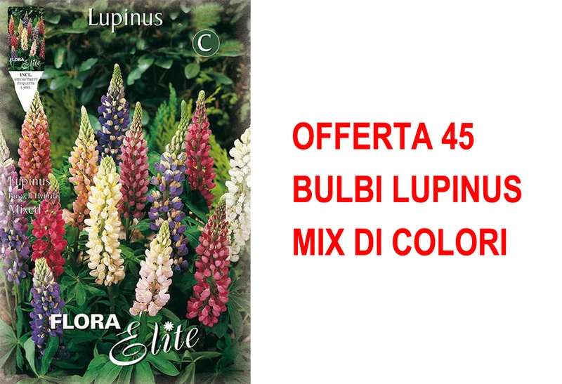 OFFERTA 45 BULBI LUPINUS MIX DI COLORI