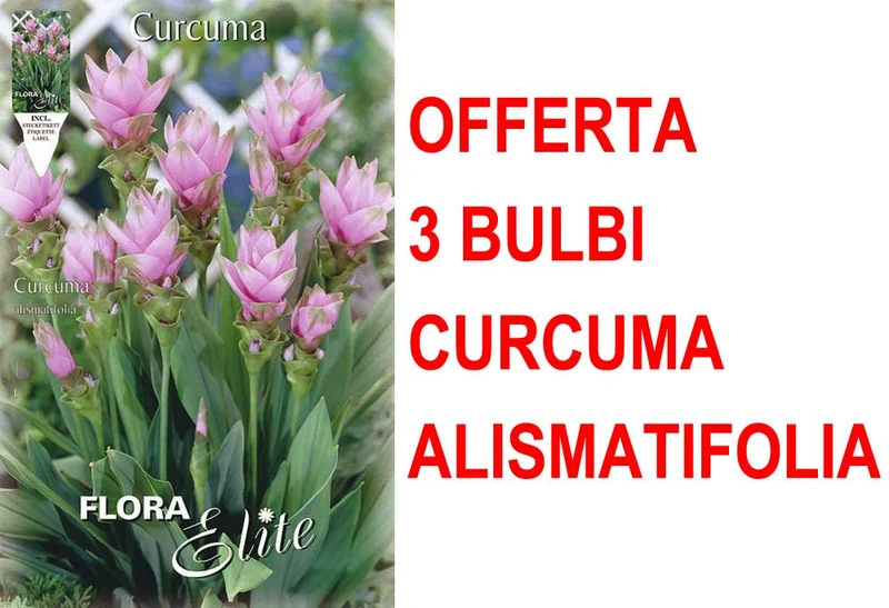 OFFERTA 3 BULBI CURCUMA ALISMATIFOLIA