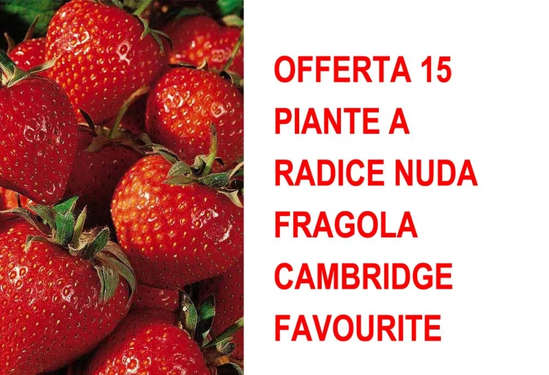 OFFERTA 15 PIANTE A RADICE NUDA FRAGOLA CAMBRIDGE FAVOURITE
