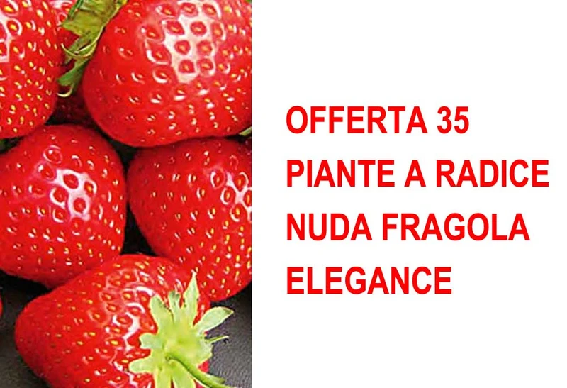 OFFERTA 35 PIANTE A RADICE NUDA FRAGOLA ELEGANCE