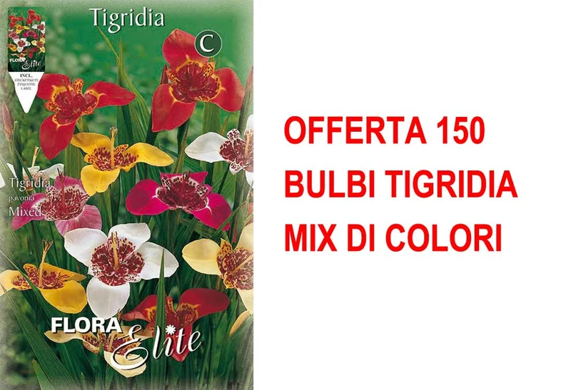 OFFERTA 150 BULBI TIGRIDIA MIX DI COLORI