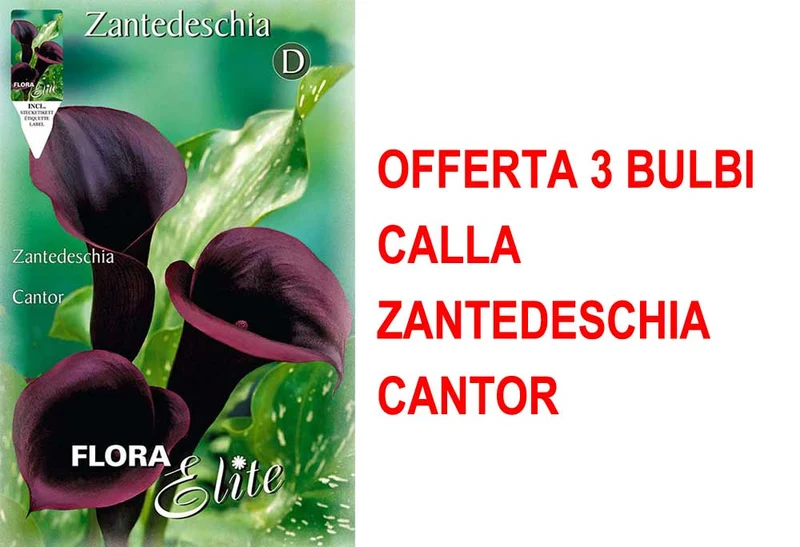 OFFERTA 3 BULBI CALLA ZANTEDESCHIA CANTOR