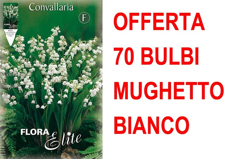 OFFERTA 70 BULBI MUGHETTO BIANCO CONVALLARIA MAJALIS