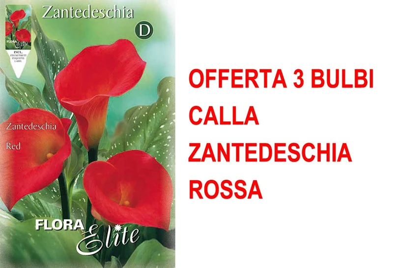 OFFERTA 3 BULBI CALLA ZANTEDESCHIA ROSSA