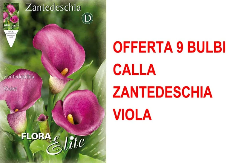 OFFERTA 9 BULBI CALLA ZANTEDESCHIA VIOLA