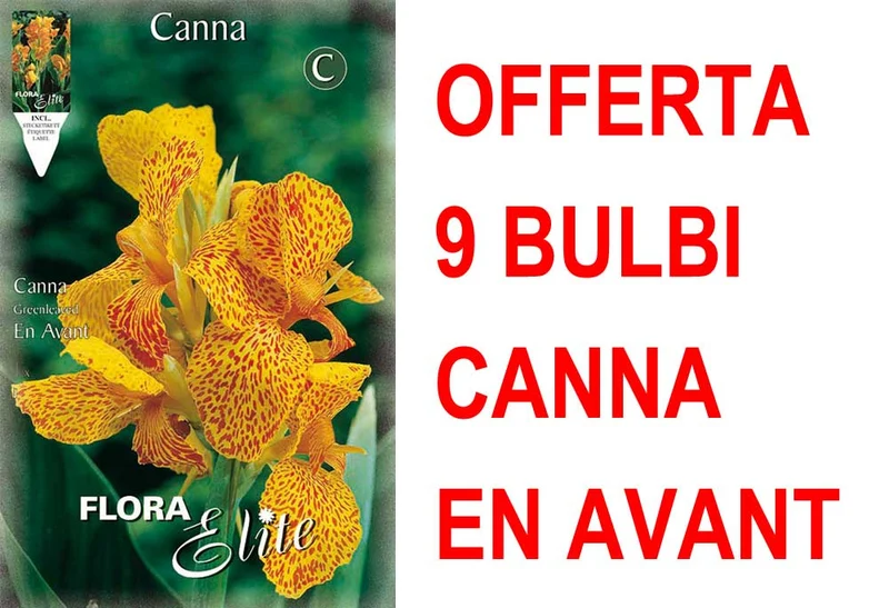 OFFERTA 9 BULBI CANNA GREENLEAVED EN AVANT