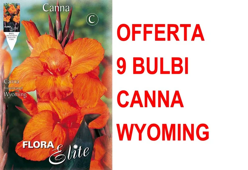 OFFERTA 9 BULBI CANNA BROWNLEAVED WYOMING