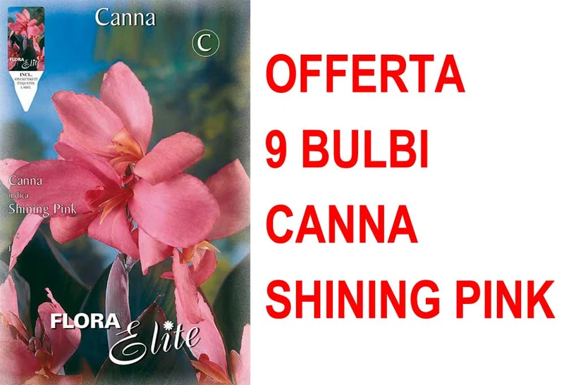 OFFERTA 9 BULBI CANNA BROWNLEAVED SHINING PINK