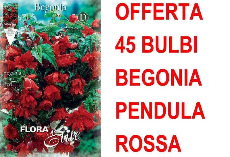 OFFERTA 45 BULBI BEGONIA PENDULA ROSSA