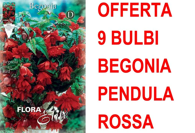 OFFERTA 9 BULBI BEGONIA PENDULA ROSSA