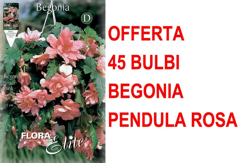 OFFERTA 45 BULBI BEGONIA PENDULA ROSA