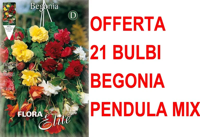 OFFERTA 21 BULBI BEGONIA PENDULA IN MIX DI COLORI