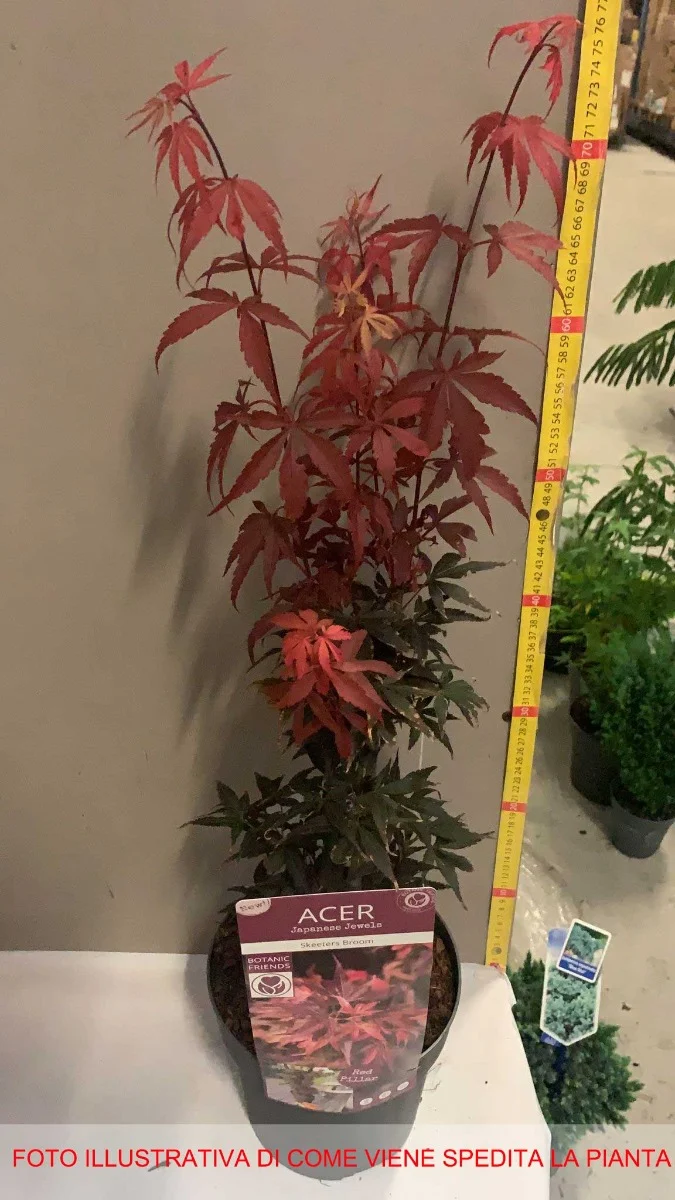 ACERO SKEETER'S BROOM VASO 19CM