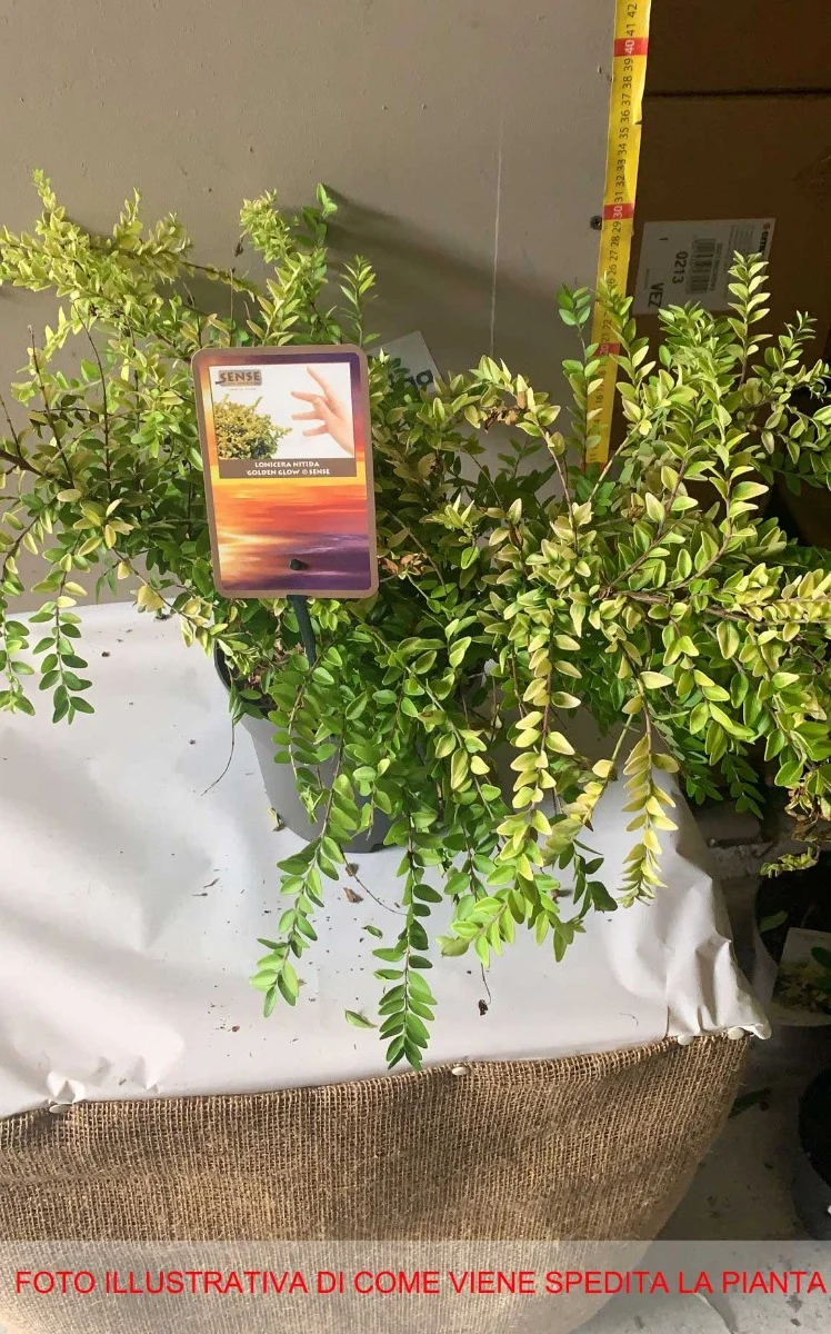 LONICERA NITIDA GOLDEN GLOW IN VASO 17CM