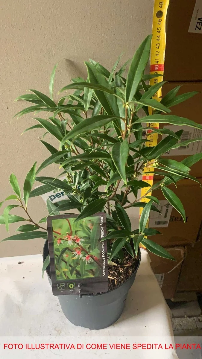 SARCOCOCCA HOOKERIANA PURPLE STEM VASO 17CM