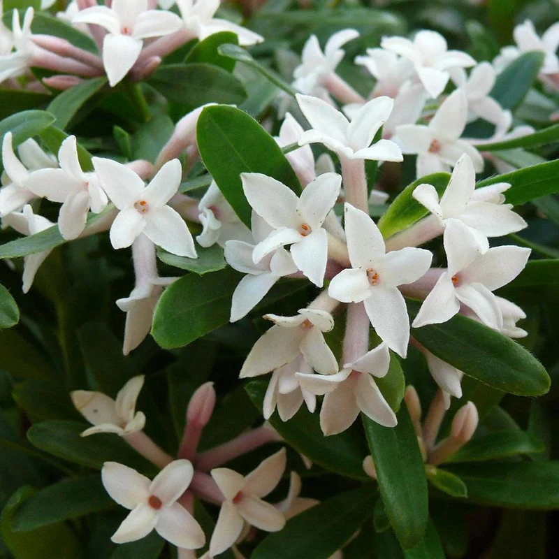 DAPHNE ETERNAL FRAGRANCE VASO 15CM