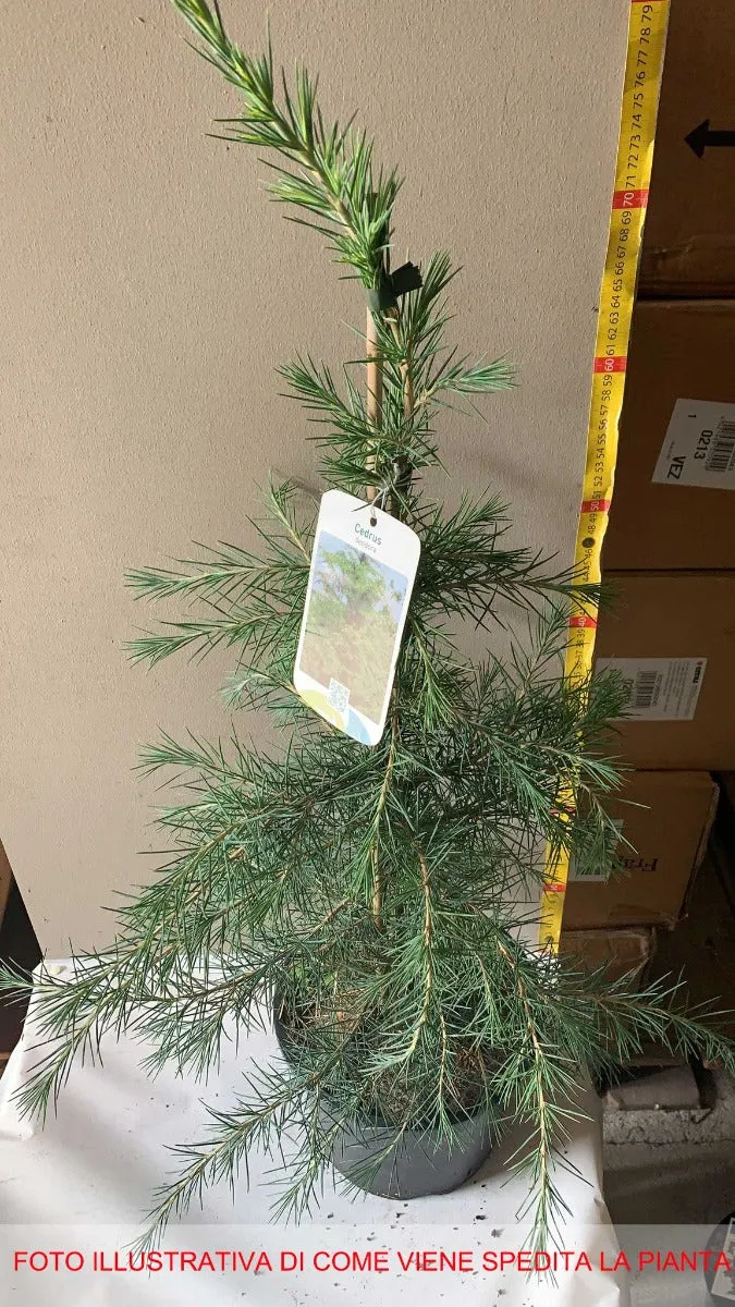 CEDRUS DEODARA IN VASO 21CM