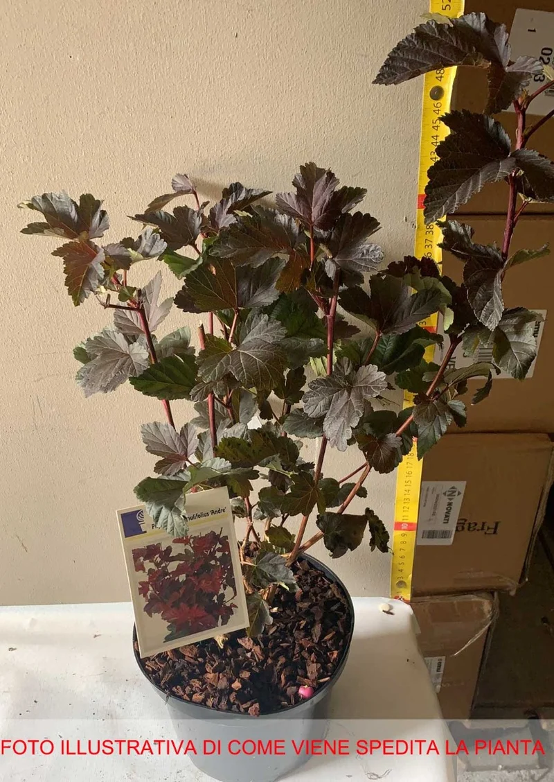 PHYSOCARPUS OPULIFOLIUS ANDRE VASO 17CM