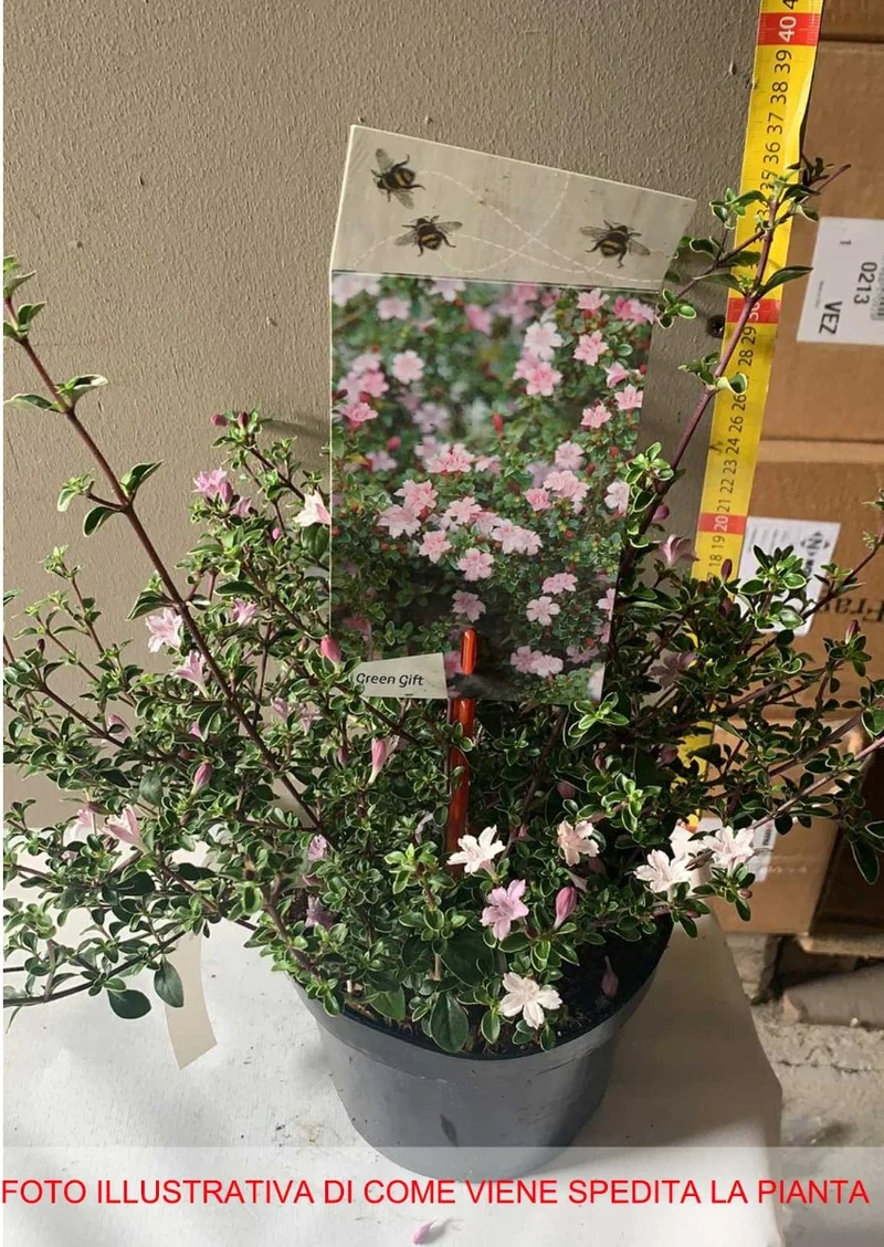 SERISSA JAPONICA 'PINK MYSTIC IN VASO 17CM