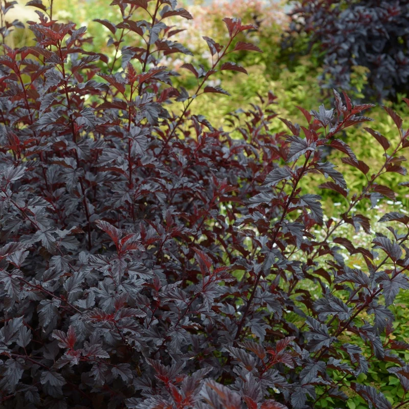 PHYSOCARPUS OPULIFOLIUS ALL BLACK VASO 19CM