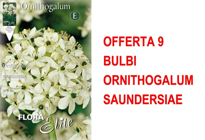OFFERTA 9 BULBI ORNITHOGALUM SAUNDERSIAE