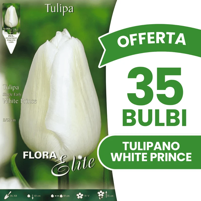 OFFERTA 35 BULBI TULIPANO WHITE PRINCE