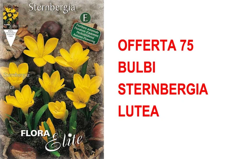 OFFERTA 75 BULBI STERNBERGIA LUTEA