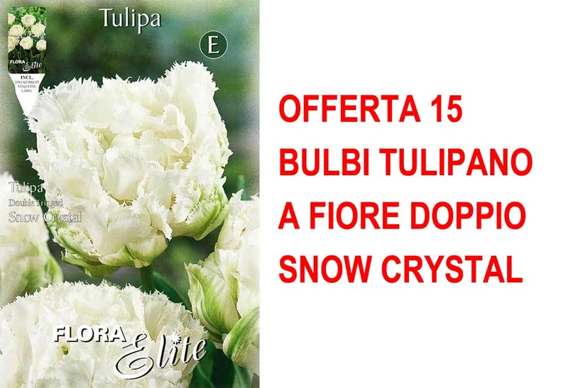 OFFERTA 15 BULBI TULIPANO A FIORE DOPPIO SNOW CRYSTAL