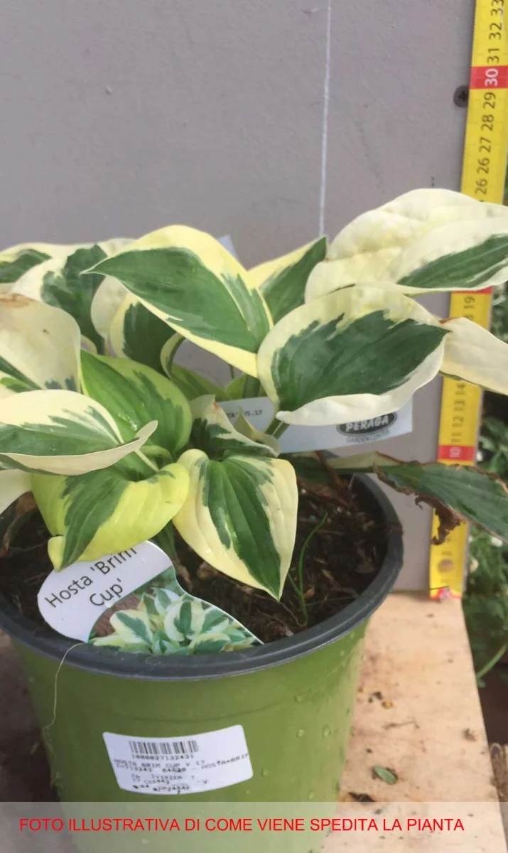 HOSTA BRIM CUP IN VASO 17CM
