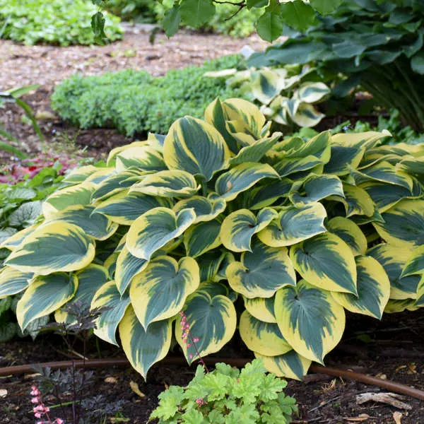 HOSTA FIRST FROST IN VASO 17CM