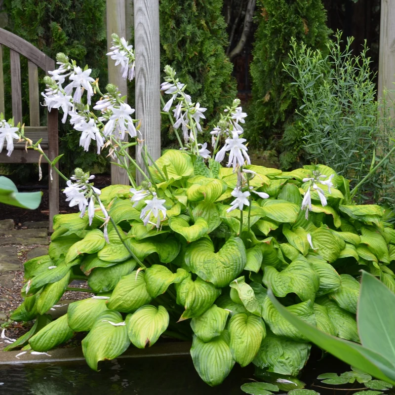 HOSTA GUACAMOLE IN VASO 17CM