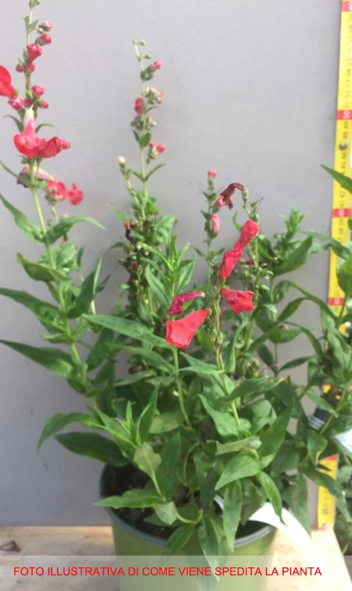 PENSTEMON POLARIS RED VASO 17CM
