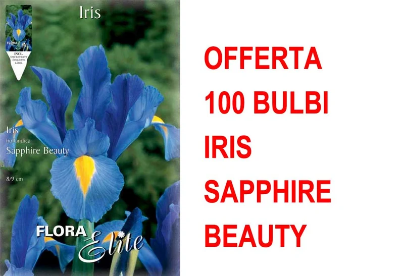 OFFERTA 100 BULBI IRIS HOLLANDICA SAPPHIRE BEAUTY