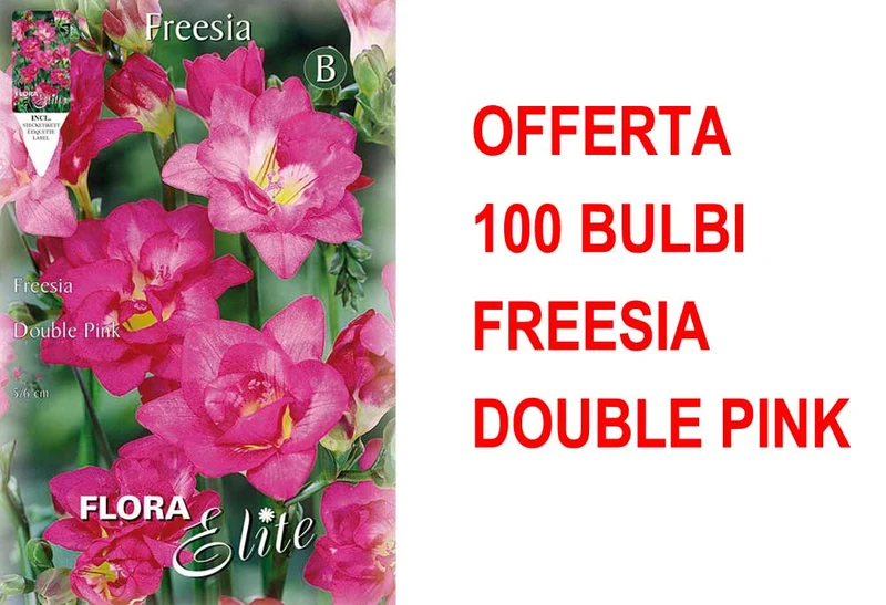 OFFERTA 100 BULBI FREESIA DOUBLE PINK