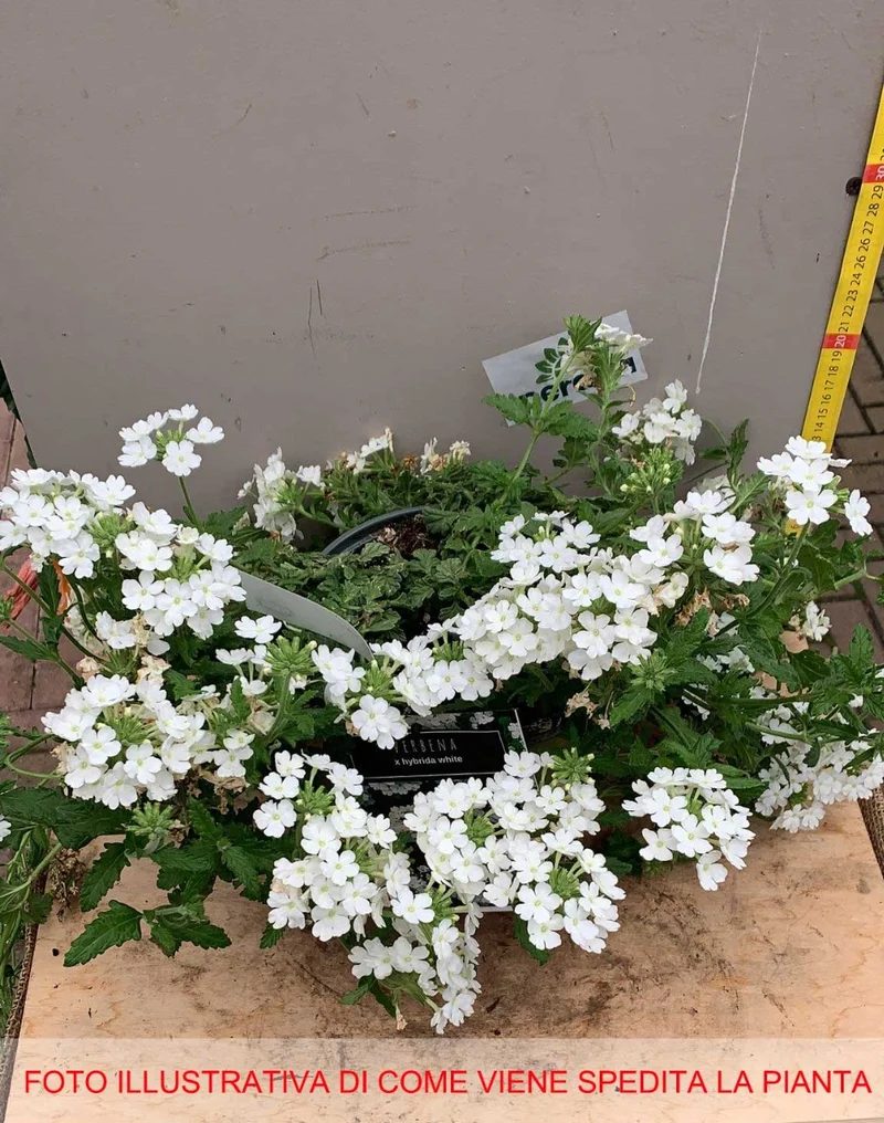 VERBENA HYBRIDA WHITE IN VASO 18CM