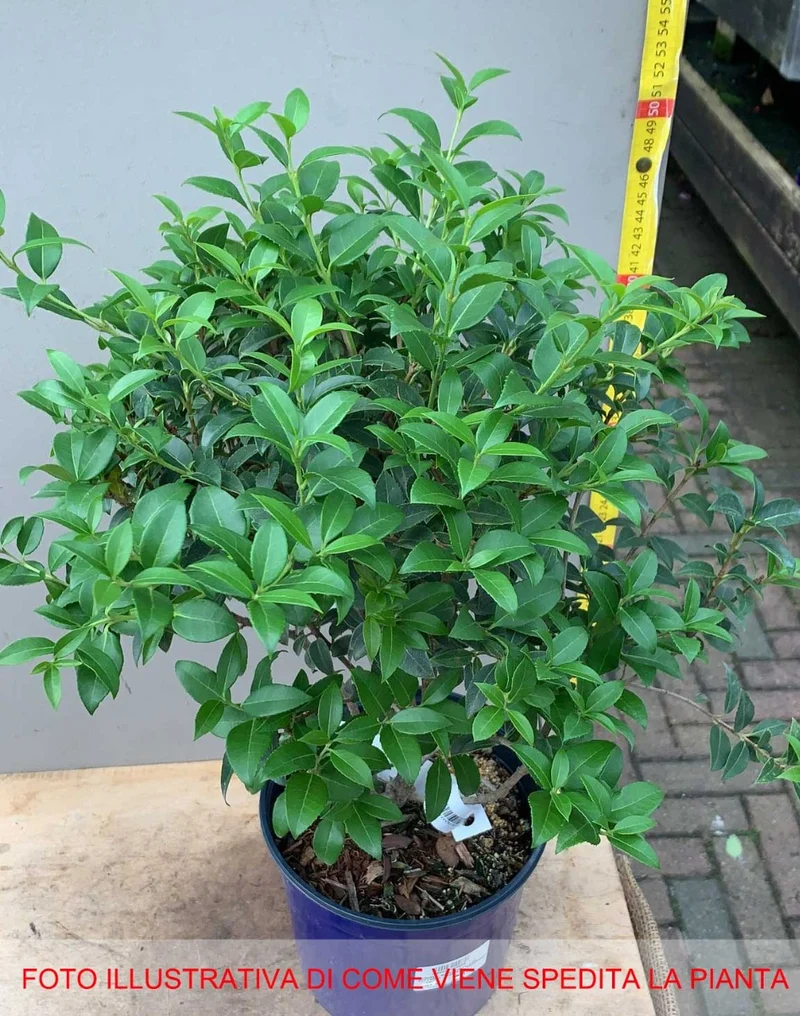 OSMANTHUS OSMAREA BURKWOODII VASO 18CM