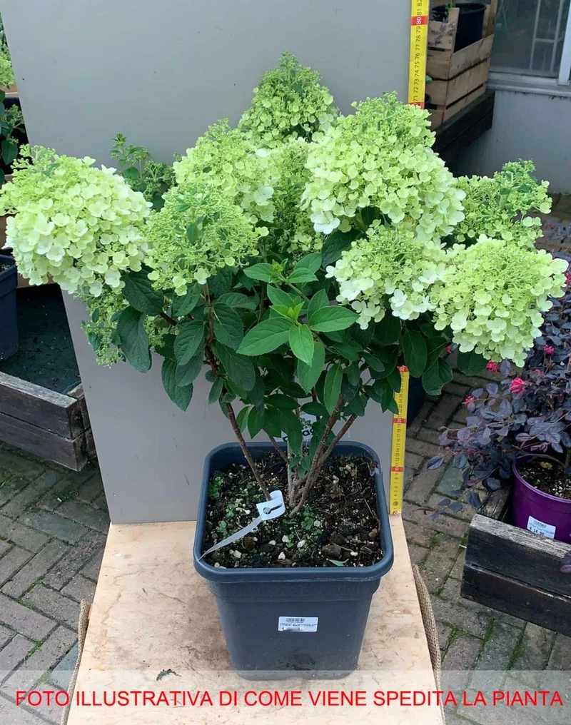 ORTENSIA HYDRANGEA PANICULATA BOBO DA COLLEZIONE VASO 11CM