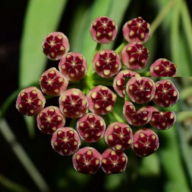 HOYA WAYETII FIORE DI CERA IN BASKET 15CM