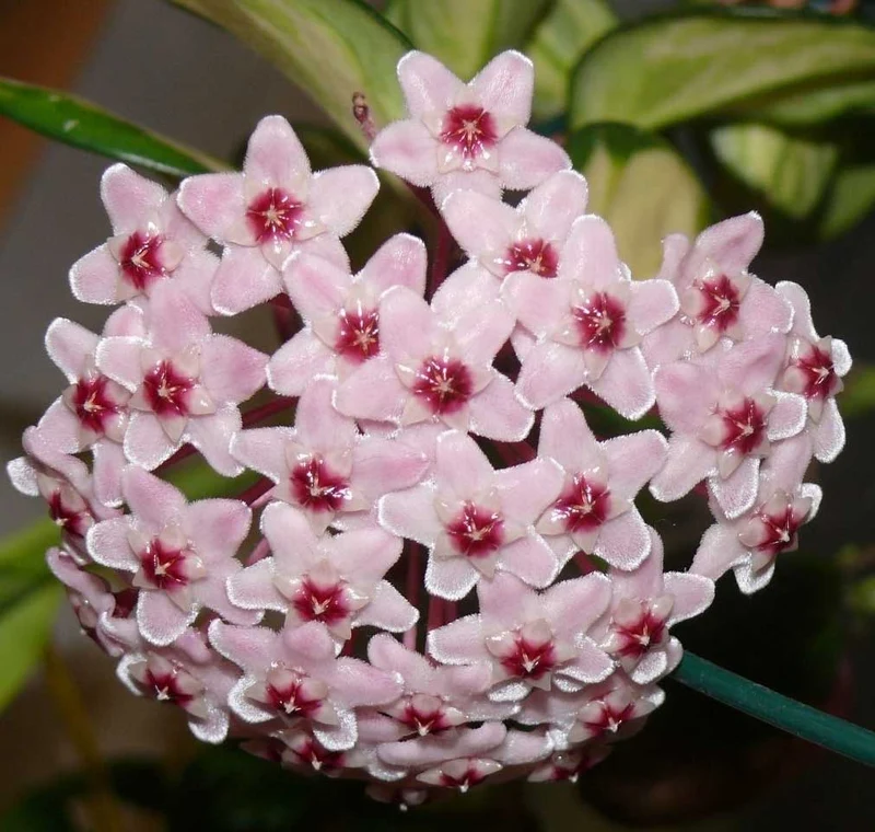 HOYA CARNOSA VARIEGATA FIORE DI CERA VASO 14CM