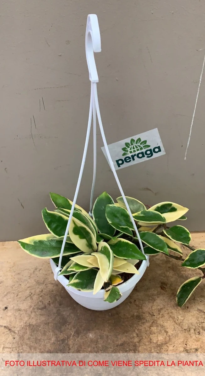 HOYA CARNOSA VARIEGATA FIORE DI CERA VASO 14CM